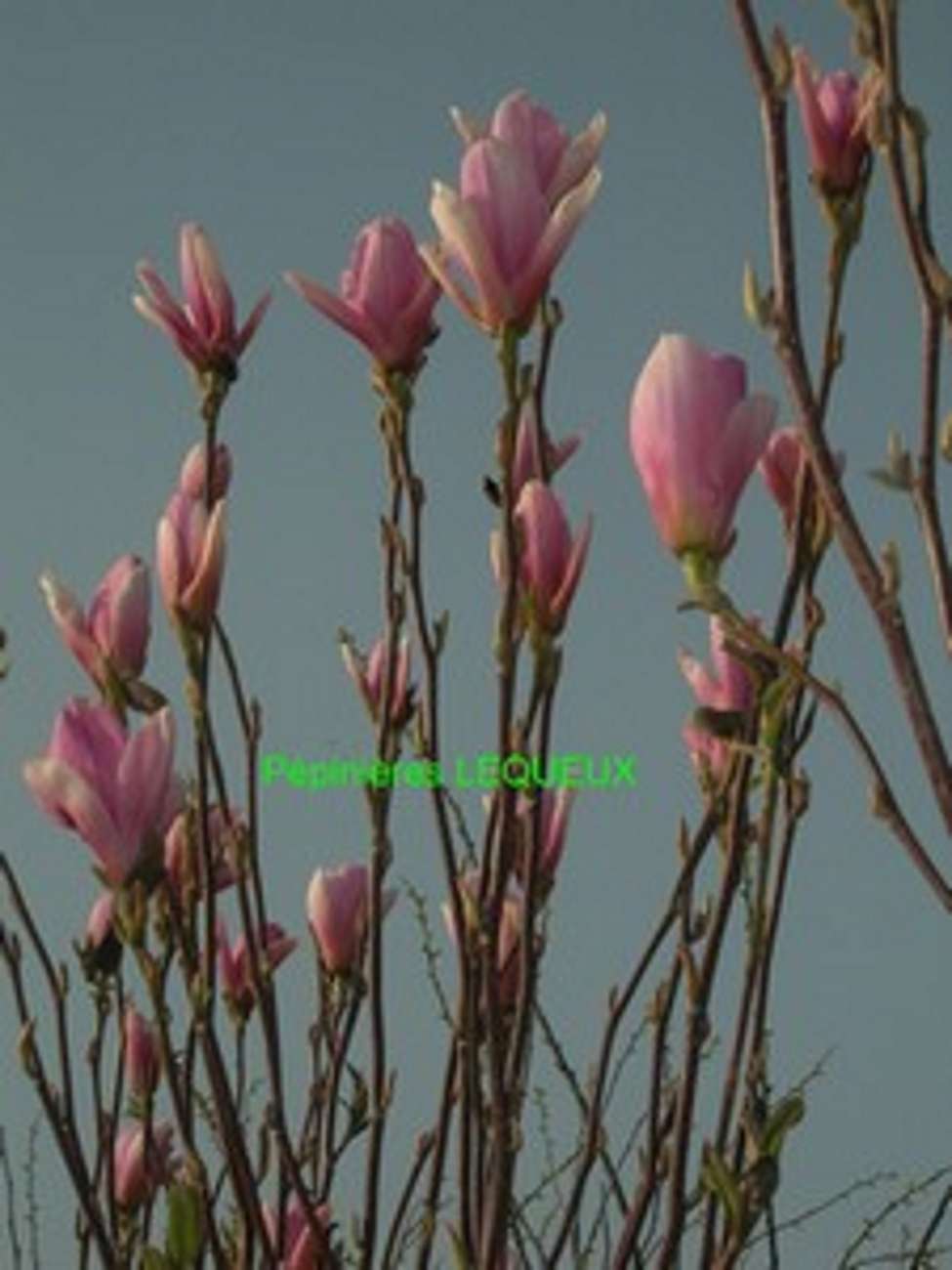 MAGNOLIA TIGE